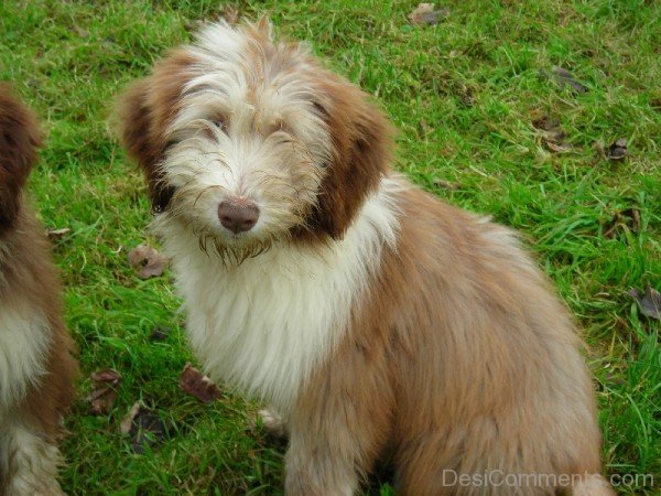 Brown Bearded Collie Dog Image-adb75652DC9DC52