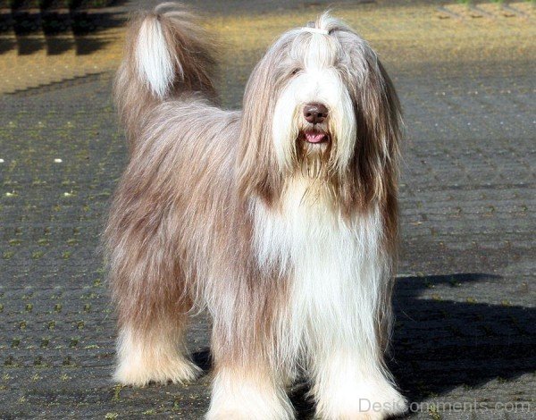 Brown Bearded Collie Dog-adb75633DC9DC33