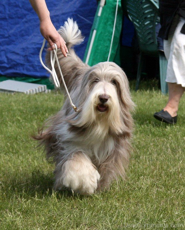 Brown Bearded Collie-adb75654DC9DC55