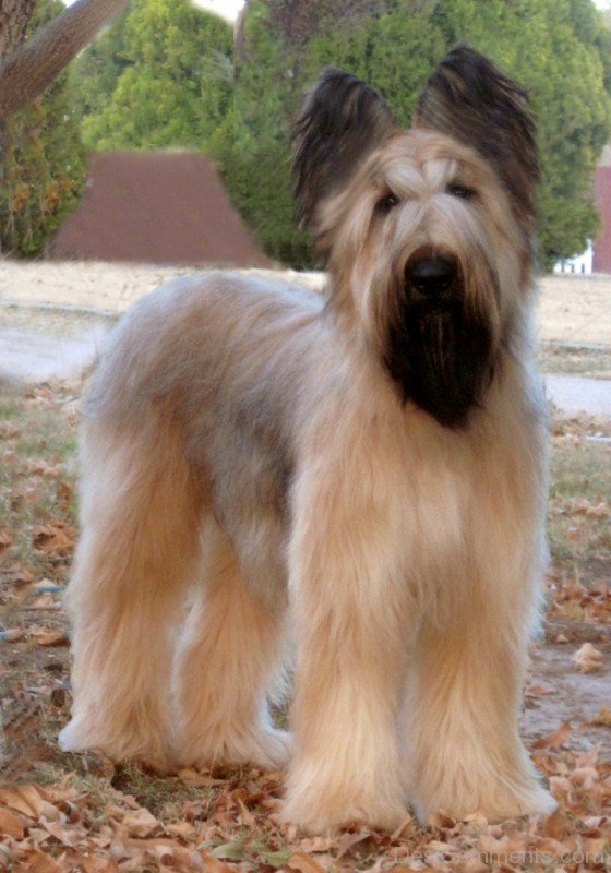 Brown Briard Dog In Park-id039
