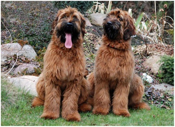 Brown Briard Dogs