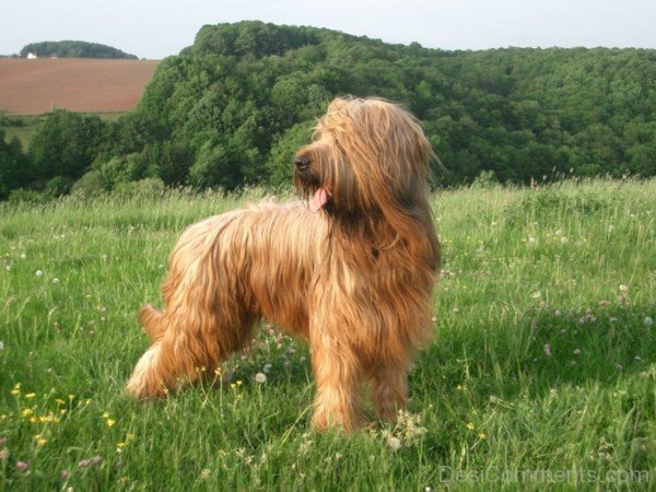 Brown Briard In Forest-id042