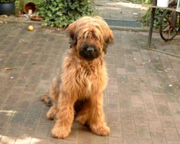 Brown Briard On Floor-id044