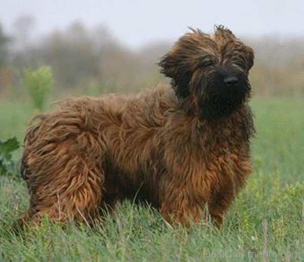 Brown Briard On Green Grass-id045