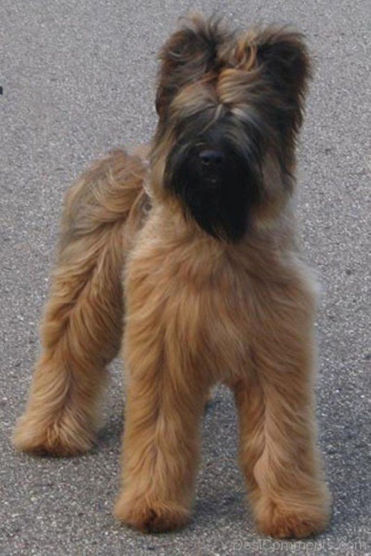 Brown Briard On Road-id046