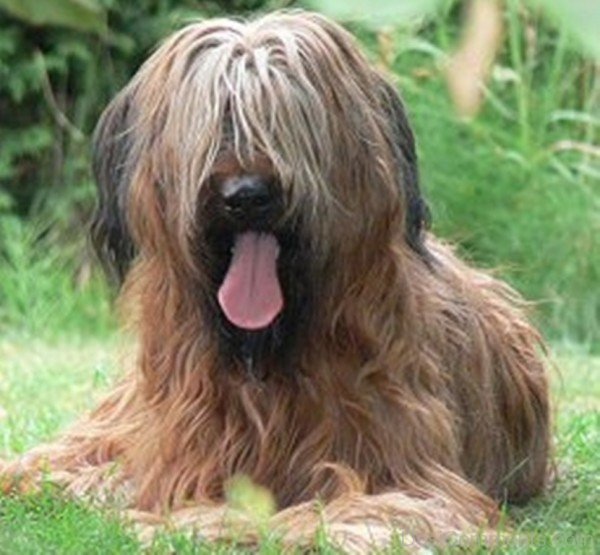 Brown Briard Sitting-id047