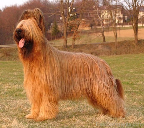 Brown Briard Sitting On Grass-id048