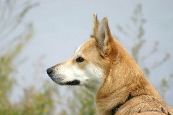 Brown Kelpie Dog-ADB65DB10DC0DC09