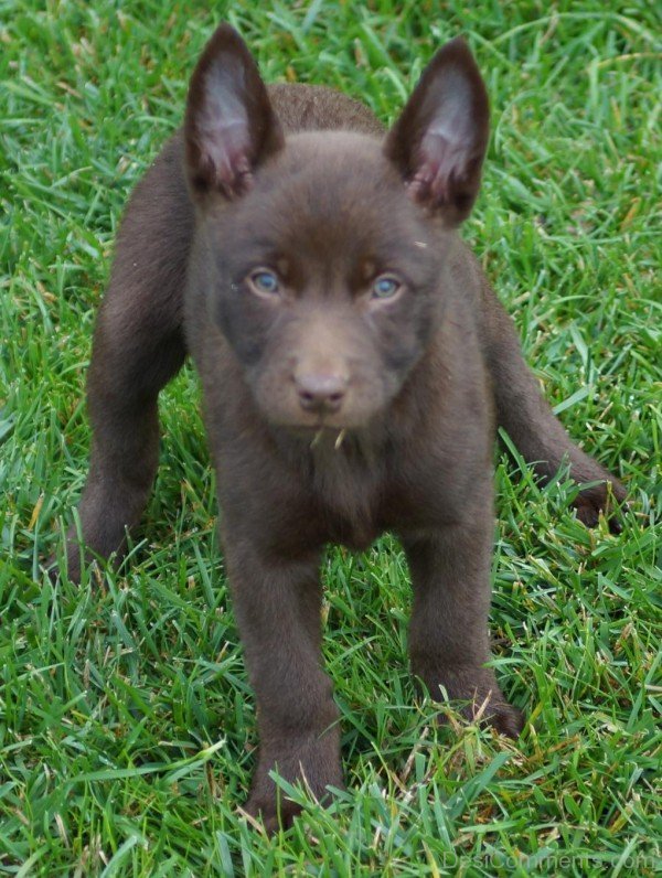 Brown Kelpie Puppies-ADB65DB45DC0DC45