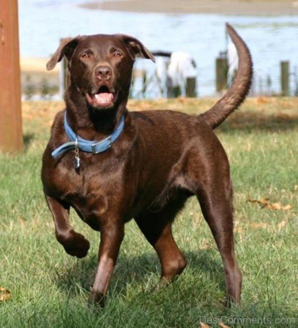 Brown Labrador Retriever Dog-id101