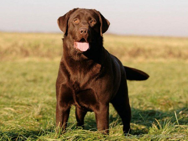 Brown Labrador Retriever-id102