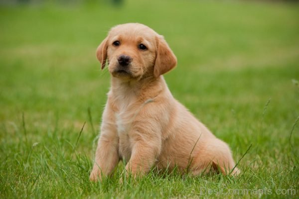 Brown Little Puppy