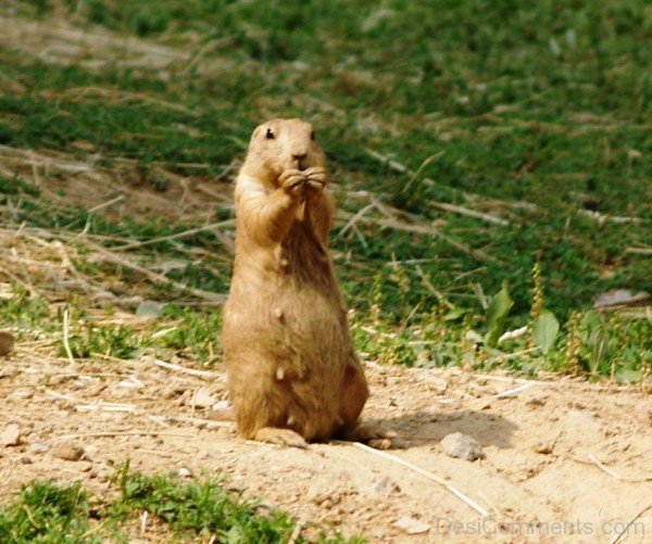 Brown Prairie Dog-adb004dcpoop04