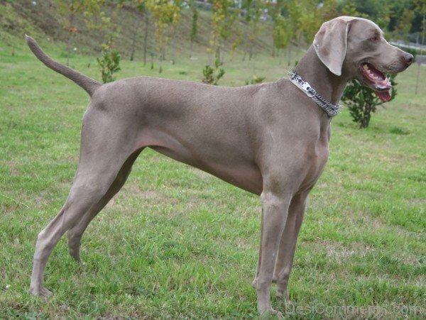 Brown Weimaraner Dog