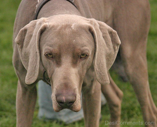 Brown Weimaraner Dog Image
