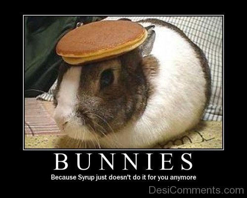 Bunnies