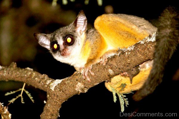 Bush Baby At Night