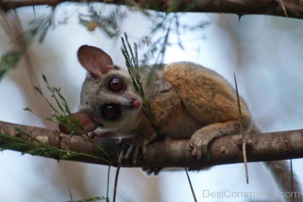 Bush Baby -adb112dc1203