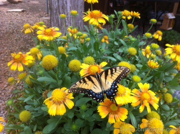 Butterfly Sitting On Gaillardia X Grandiflora Flowers-lkg104DCDEsi20