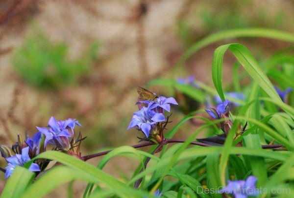 Butterfly Sitting On Japanese Gentian-jkh604DC0D14