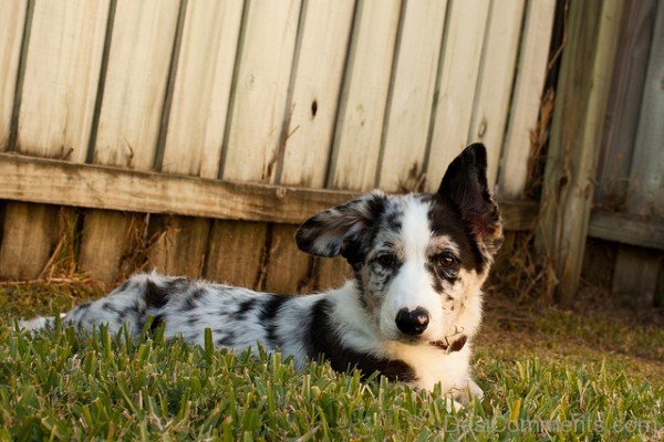 CWC Dog