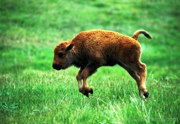 Calf Of Bison-DC0242