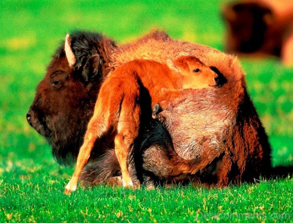 Calf Playing With Bison-DC0243