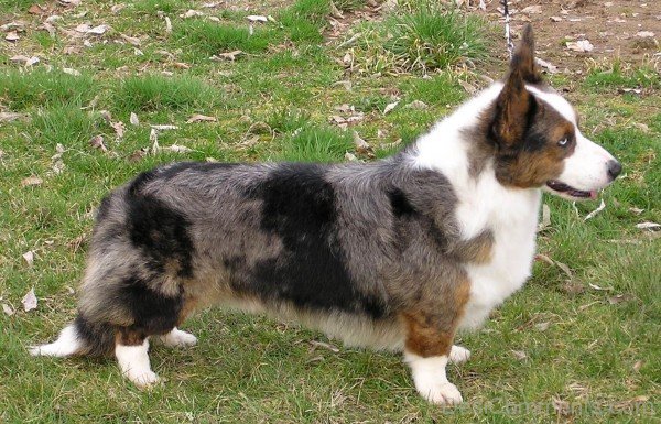 Cardigan Welsh Corgi Dog Image-ADB03273DCDC74