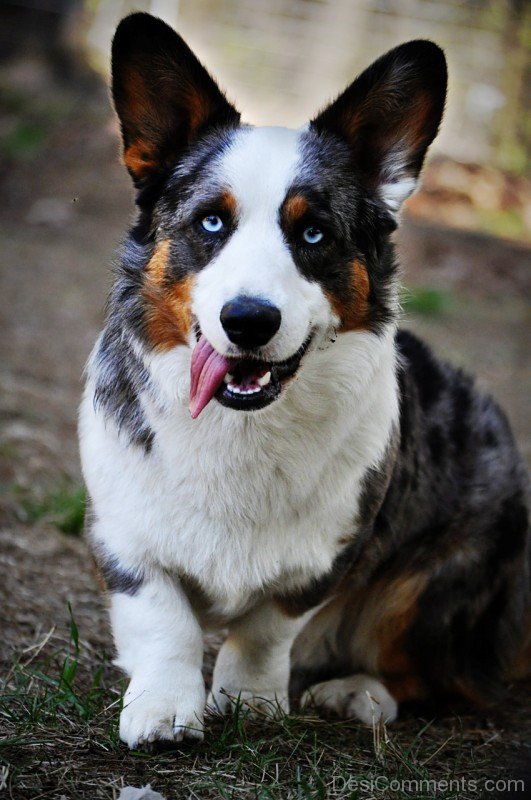 Cardigan Welsh Corgi Dog Photo-ADB03272DCDC72