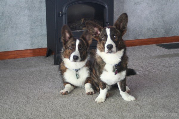 Cardigan Welsh Corgi Dogs