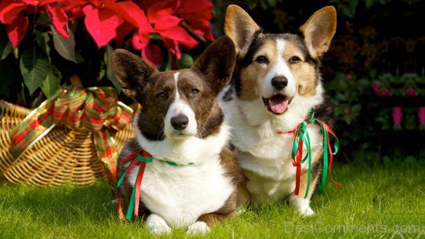 Cardigan Welsh Corgi Dogs Image-ADB03267DCDC67