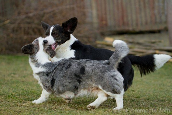 Cardigan Welsh Corgi Playing-ADB03227DCDC27