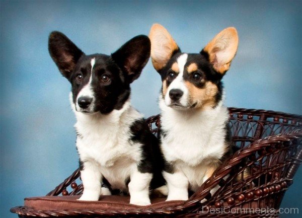 Cardigan Welsh Corgi Puppies On Chair-ADB03226DCDC25