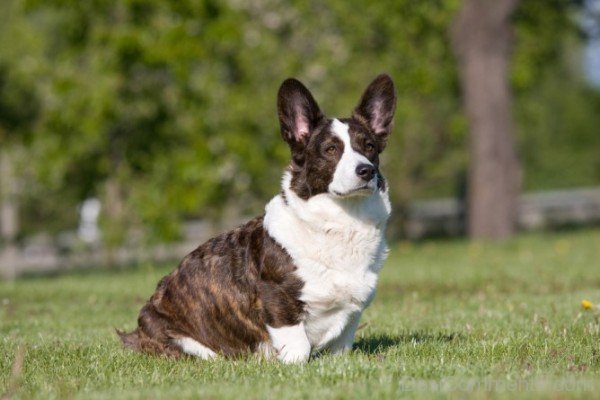 Cardigan Welsh Corgi Sitting On Grass-ADB03219DCDC17