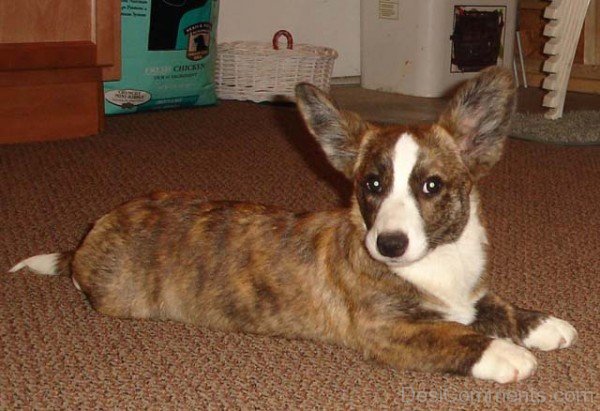 Cardigan Welsh Corgi on Mate