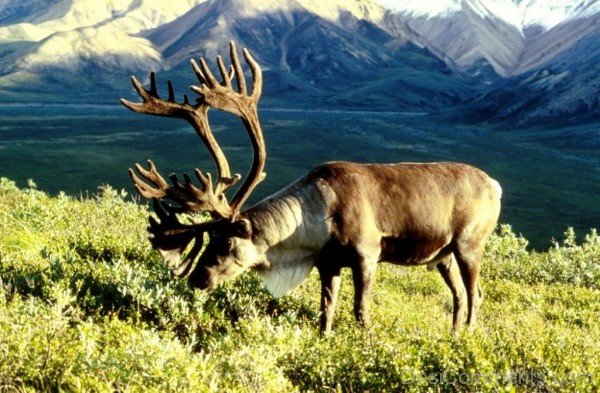 Caribou Eating Grass -adb306-adb301desi0007