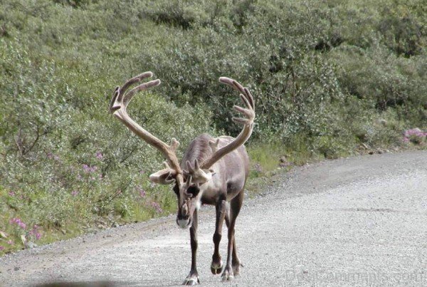 Caribou On Road -adb313-adb301desi0014