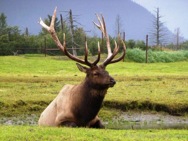 Caribou Sitting In Water -adb318-adb301desi0020