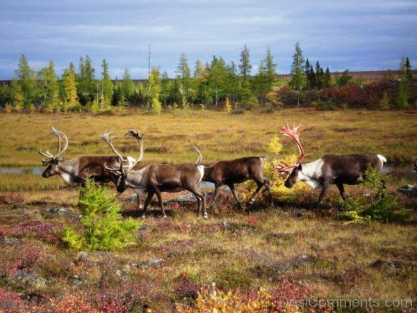 Caribous Group -adb322-adb301desi0023