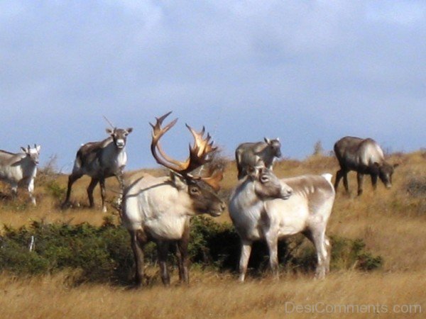 Caribous Image -adb323-adb301desi0024