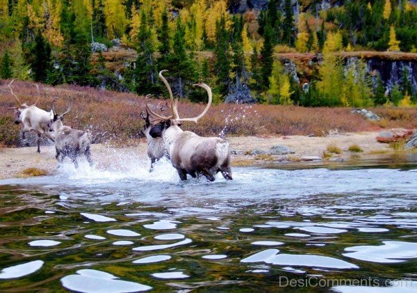 Caribous Walking in Water -adb325-adb301desi0026