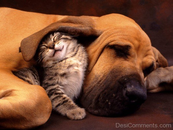 Cat and Dog Love