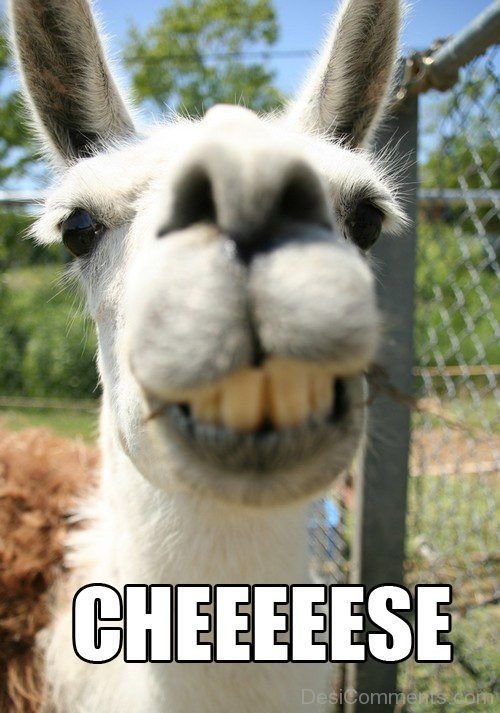 Cheese Alpaca