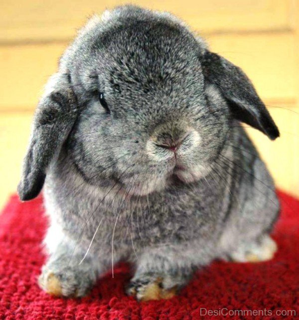 Red Eye Of Chinchilla - DesiComments.com