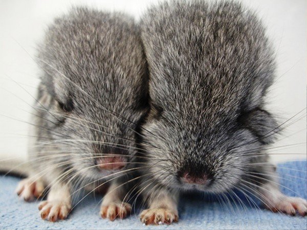 Chinchillas Image