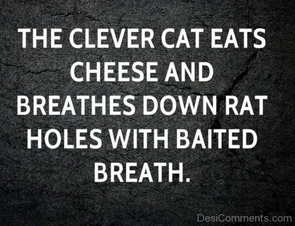 Clever Cats