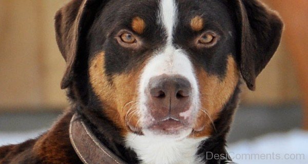 Closeup Of Appenzeller Sennenhund