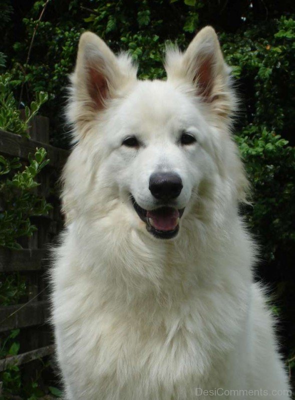 Closeup Of Berger Blanc Suisse-ADB96310DC90DC09