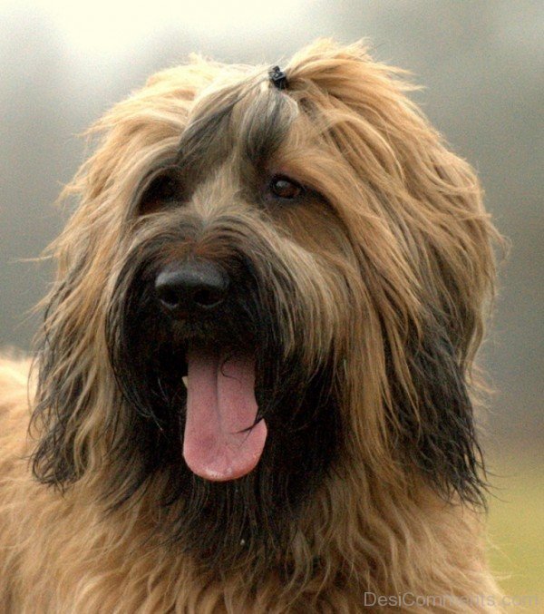 Closeup Of Briard Dog-id049