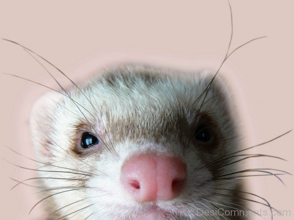 Closeup Of Ferret-desi05